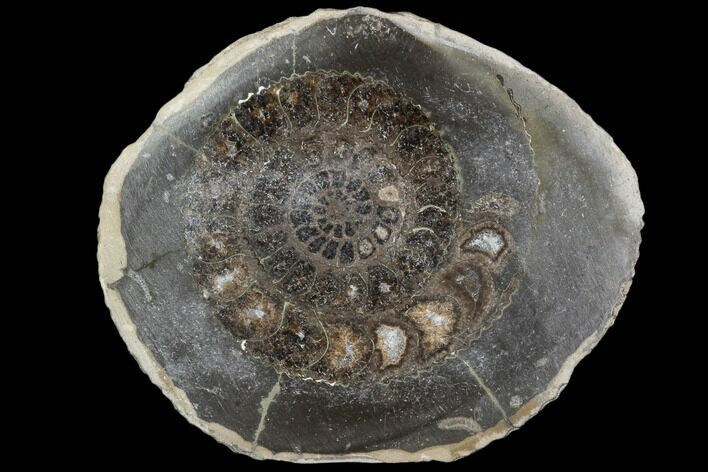 Polished Ammonite (Dactylioceras) Half - England #103777